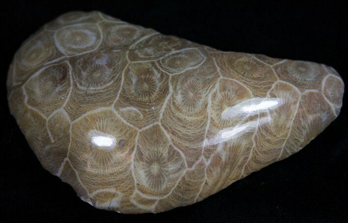 Polished Fossil Coral Head - Very Detailed #10385